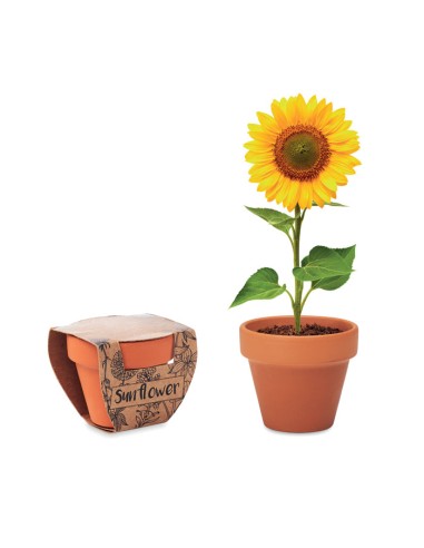 Vasi di terracotta con semi di girasole