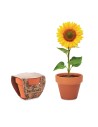 Vasi di terracotta con semi di girasole